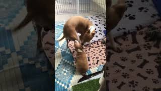 Italian Greyhound Puppies meet their dad for the first time Nimbus x Rush litter 2021 [upl. by Rafaj936]