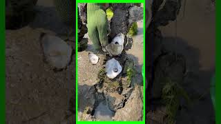 HARVESTING Chthamalus stellatus AT THE SEA farming funny [upl. by Corly]