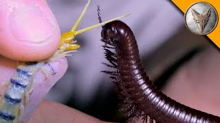 Millipede vs Centipede [upl. by Valerie814]