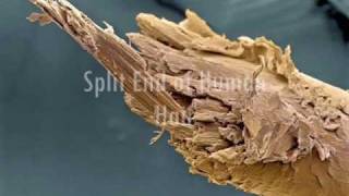 Beautiful Human Body Under Microscope [upl. by Daggna]