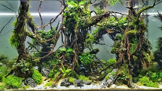 The Best Aquascapes at Aquatic Experience 2018 [upl. by Malka398]