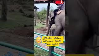 චූටිමැණිකගෙ ගාම්බීර ඒගමන❤️ cuteelephant cuteanimals shortvideo [upl. by Kester]