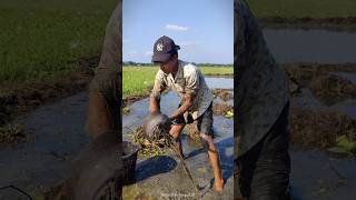 WowAmazing Hand Fishing🎬🖤fishing shortvideo trending [upl. by Nairam]