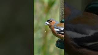 common chaffinch sound صوت الصلنج [upl. by Ayomat398]