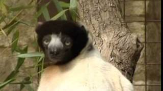 Crowned Sifaka at Cotswold Wildlife Park [upl. by Nicholl]