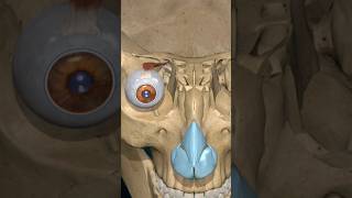 Muscles for eye movement humanbody biology anatomy eye drone [upl. by Sheilah148]