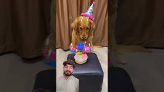 I can’t smile on my dog’s birthday Cute pet debut plan The dog’s thoughts are shorts [upl. by Havstad889]