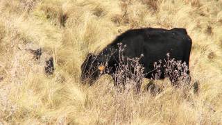 Stress Free Stockmanship  Grazing Serrated Tussock [upl. by Ahsiet571]