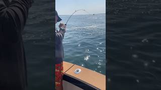 Catching flounder aka fluke on a hot wheels rod lol Long Island NY fishing [upl. by Yanehs]