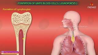 Formation Of White Blood Cells  Leukopoiesis [upl. by Lissner287]