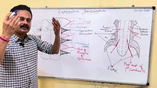 LIGAMENTUM DENTICULATUM [upl. by Maryanna131]