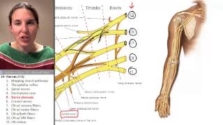 Nerves 5 Nerve Plexuses [upl. by Annaitsirk835]