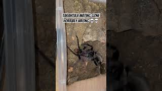 Tarantula mating gone wrong and female ate the male Xenesthis immanis [upl. by Fisken]