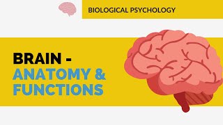 BRAIN ANATOMY amp FUNCTIONS  BIOLOGICAL PSYCHOLOGY  HAFSA MALIK net cuet ncert upsc gate mphil [upl. by Edahsalof]