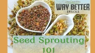 Seed Sprouting 101 The Basics [upl. by Iew]