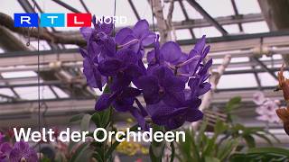 Orchidee  die Königin unter den Pflanzen [upl. by Almap]