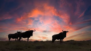 Safari At Gondwana Private Game Reserve In South Africa [upl. by Lebyram968]