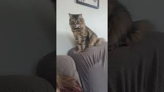 Food cat kittty kitten kittey catshorts cute kittys catsofyoutube catlover pets animals [upl. by Puritan575]