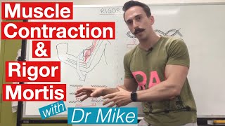 Rigor Mortis and Muscle Contraction  Muscular System [upl. by Jez]