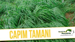 Capim Tamani [upl. by Helsell]