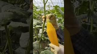 How to Hand Pollinate Cucumber Flowers shorts agriculture tiktok [upl. by Eibba964]