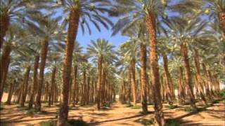 Vu du Ciel  S01E02  916  La forêt de Yatir et la palmeraire de Ketura  Israël [upl. by Roban]