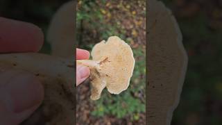 Le pied de mouton pieddemouton champignons sauvage comestible cueillettedechampignons [upl. by Krischer]