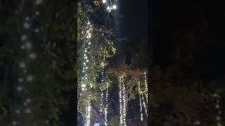 Lights in the Trees [upl. by Matazzoni104]