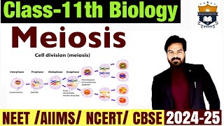 Meiosis  Phases of cell cycle  Cell cycle and cell division class 11  Biology NEET [upl. by Riesman43]