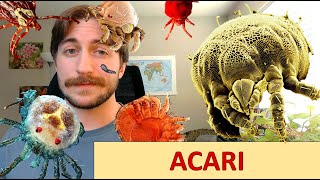 Acari Mites and Ticks  quotSubclassquot Spotlight [upl. by Sapers555]