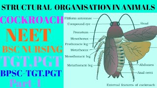 Structural organisation in animals class 11 Cockroach  NEET  BSC NURSING  TGT  PGT [upl. by Kresic964]