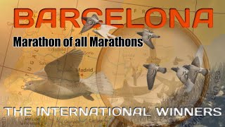 Marathon of All Marathons  International Barcelona Pigeon Race Winners 2011  2021 [upl. by Ykciv]