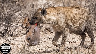 La Hiena Se Come Brutalmente Al Cachorro De León Para Vengar A La Leona  Animales Salvajes [upl. by Bergh]