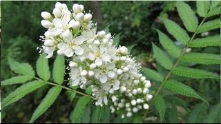 2015 6 14 穂咲き七竈 ホザキナナカマド Sorbaria sorbifolia Sem [upl. by Ayisan]