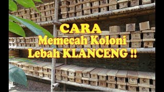 Cara Memecah koloni klanceng lebah madu kelulut tawon lanceng [upl. by Rimas]