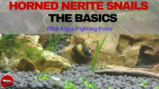 Horned Nerite Snails  The Basics [upl. by Copland]