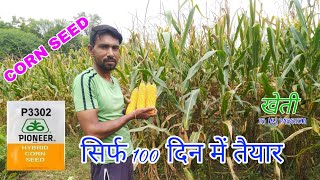 Pioneer Corn P3302 हाईब्रीड पायनियर मक्का बीज  100 दिन मे तैयार kheti is my passion agriculture [upl. by Ap]