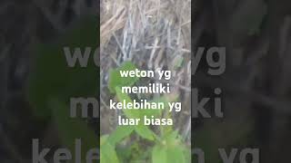 weton yg memiliki kelebihan yg luar biasa ki Panoto jiwo [upl. by Sesilu540]