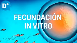 Fecundación in vitro Etapas y resultados [upl. by Malory141]