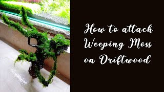 how to attach Weeping Moss on Driftwood [upl. by Eel]