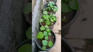 Okra Farming Inside Bucket okrafarming [upl. by Eicak]