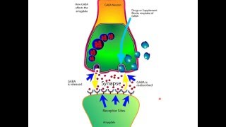 How The Neurotransmitter GABA Works For Anxiety In The Brain [upl. by Mercie425]