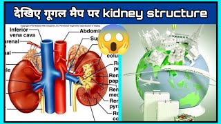 देखिए गूगल मैप पर kidney structure  interesting fact about google maps shorts [upl. by Eimor370]