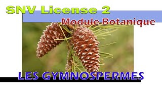 Botanique  cours 3 les GYMNOSPERMES [upl. by Assyl]