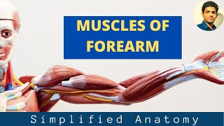 MUSCLES OF FOREARM ANTERIOR COMPARTMENT Anatomy SimplifiedPart 1 [upl. by Mannes329]