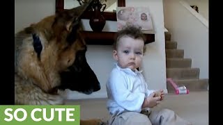 German Shepherd is wonderfully trustworthy around baby [upl. by Ahsitram684]