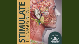 Meditations for the Vagus Nerve [upl. by Cheryl]