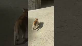 Cute Cats amp Funny Cats 💜💛cats shorts viral pets2 [upl. by Rumilly]