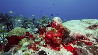 Paamul Shallows Scuba Dive Paamul Mexico [upl. by Buck]