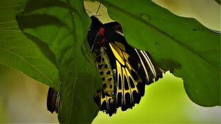 Troides helena common birdwing butterfly [upl. by Elrebmik]